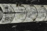 Polished Fossil Orthoceras (Cephalopod) - Morocco #138264-1